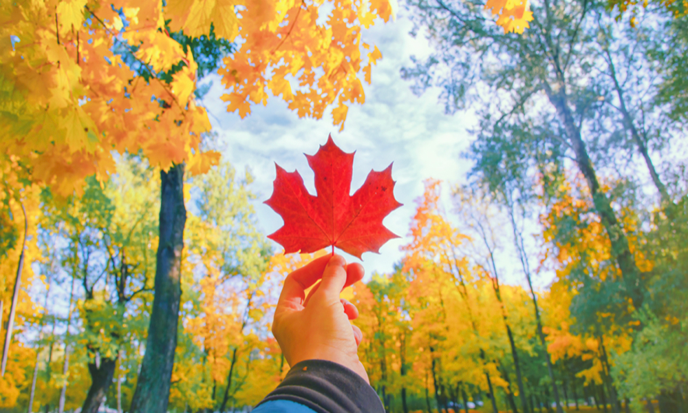 カナダ、大麻合法化後も青少年犯罪や若者の大麻使用は増加しない分析結果を発表