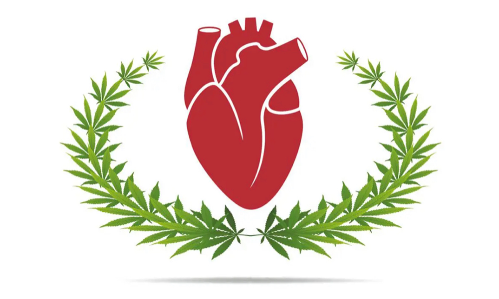 大麻が心筋梗塞のリスクを減らす可能性