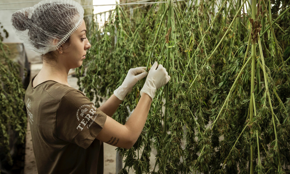 誰にでもわかる医学論文シリーズ：難治性てんかんとCBD