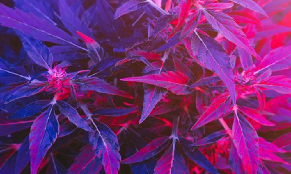 ハイになるのは過ちか？